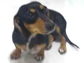 Cachorro raça Basset idade 1 ano nome Mel