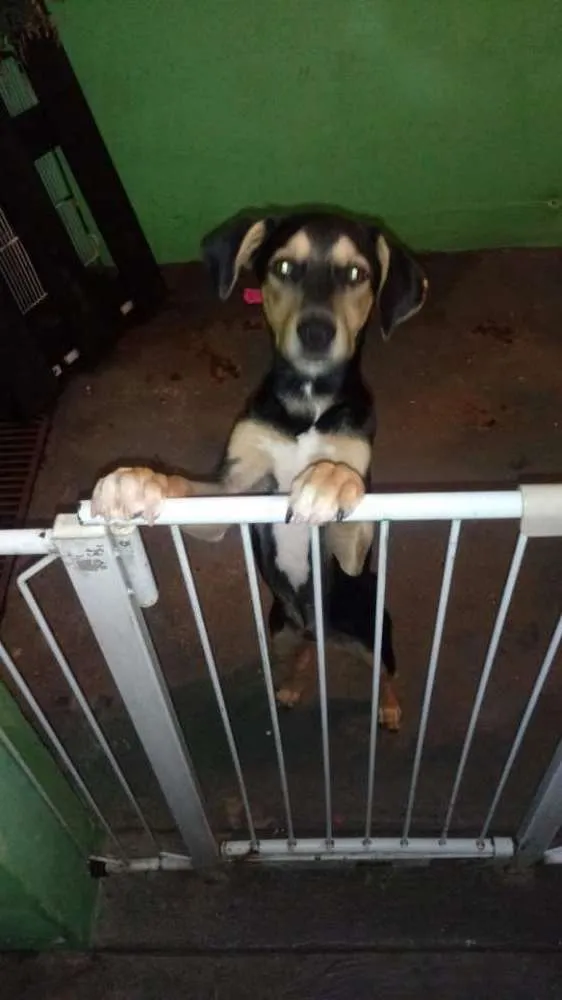 Cachorro ra a Srd idade 2 a 6 meses nome Sky