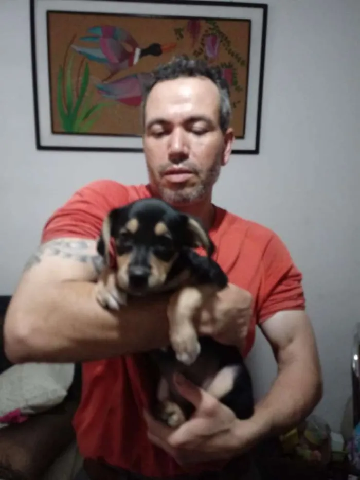 Cachorro ra a Srd idade 2 a 6 meses nome Sky
