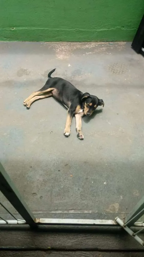 Cachorro ra a Srd idade 2 a 6 meses nome Sky