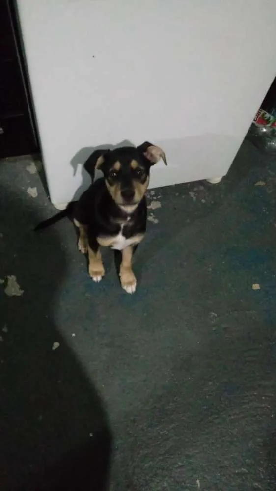 Cachorro ra a Srd idade 2 a 6 meses nome Sky