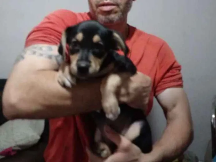 Cachorro ra a Srd idade 2 a 6 meses nome Sky