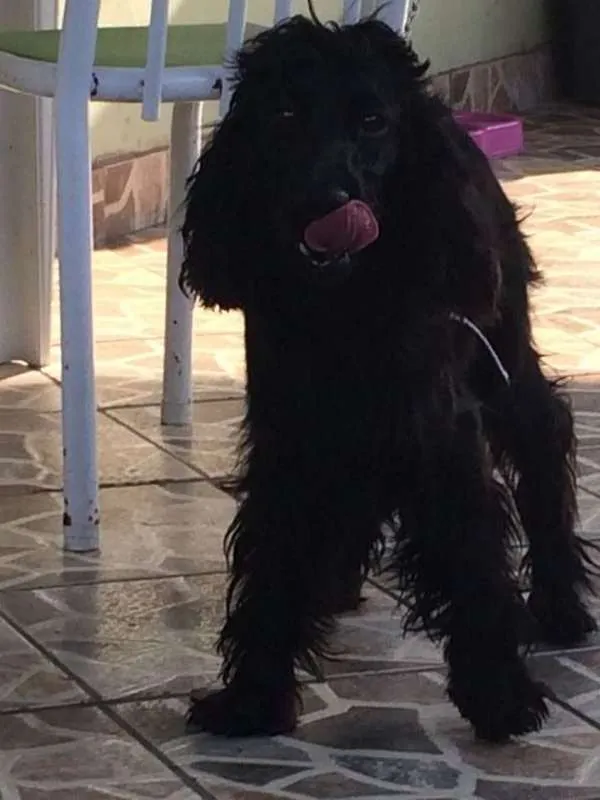 Cachorro ra a cokspen idade 1 ano nome Luna