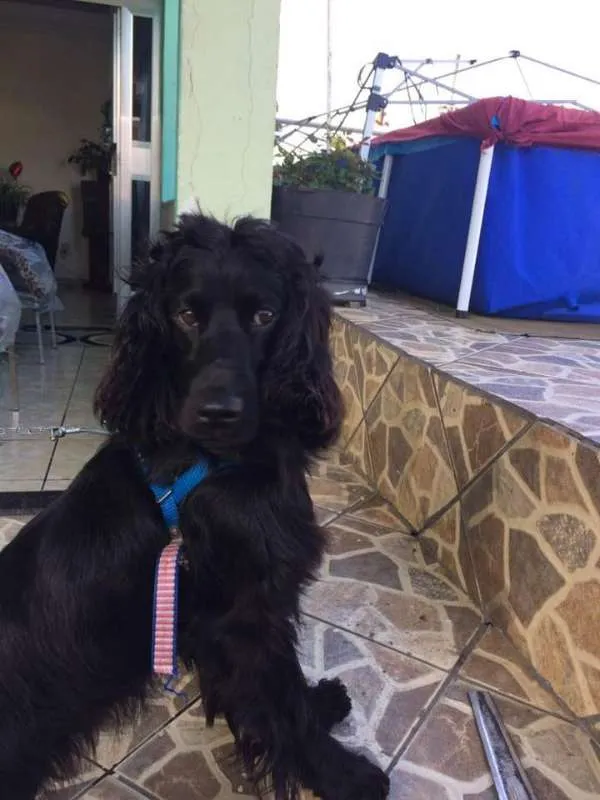 Cachorro ra a cokspen idade 1 ano nome Luna