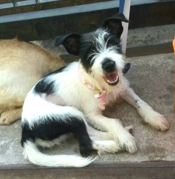 Cachorro ra a  idade 7 a 11 meses nome Babaçu 