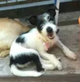 Babaçu