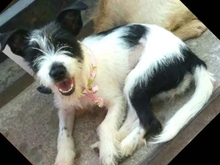 Cachorro ra a  idade 7 a 11 meses nome Babaçu 