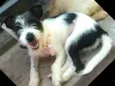 Babaçu