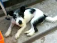 Babaçu