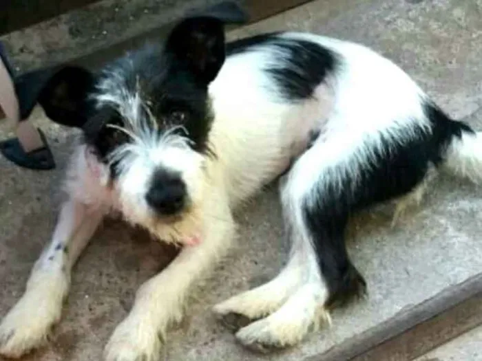 Cachorro ra a  idade 7 a 11 meses nome Babaçu 