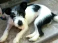 Babaçu