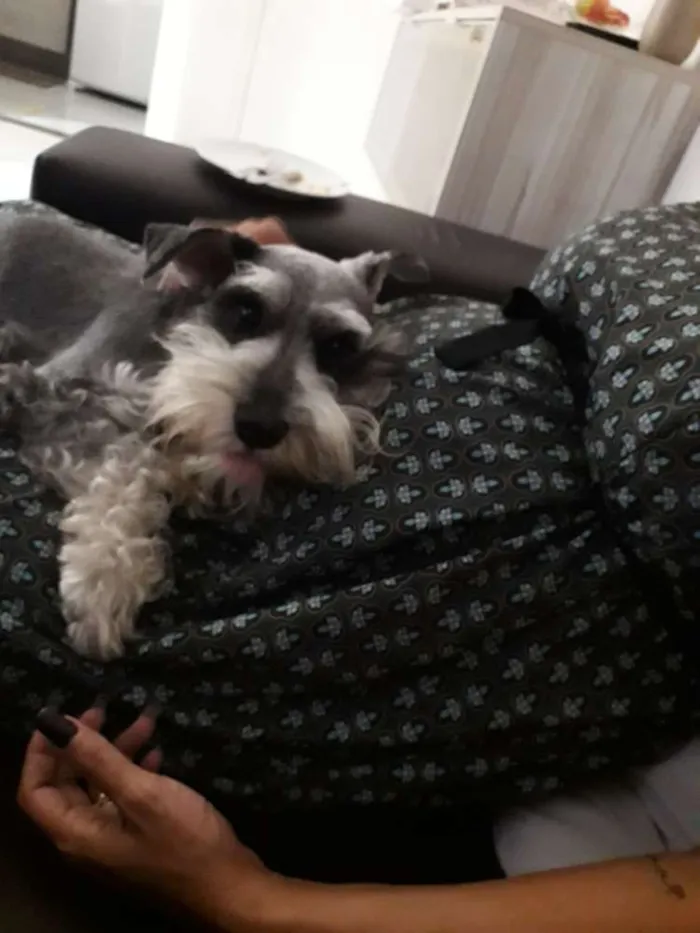 Cachorro ra a Schnauzer  idade 2 anos nome Jimmy 