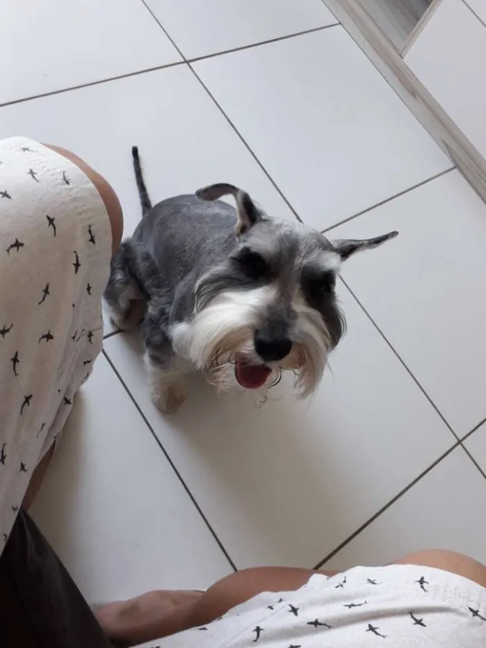 Cachorro ra a Schnauzer  idade 2 anos nome Jimmy 
