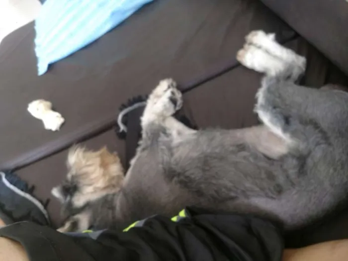 Cachorro ra a Schnauzer  idade 2 anos nome Jimmy 