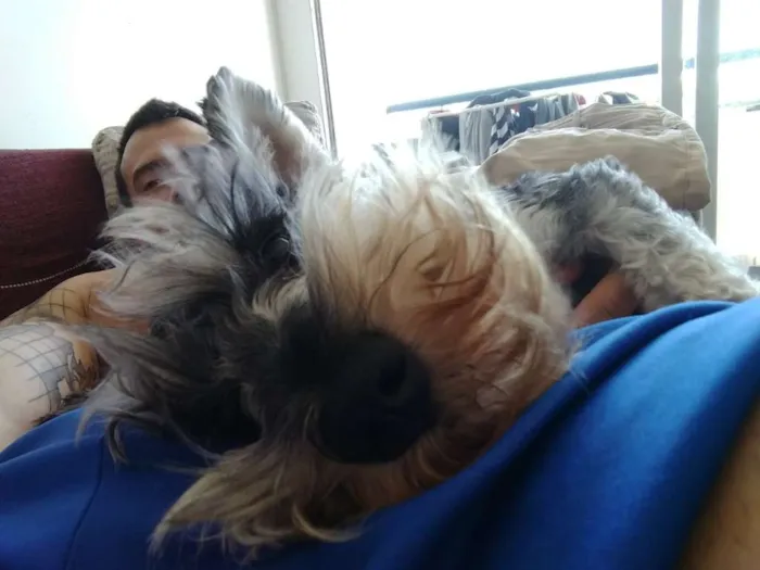 Cachorro ra a Schnauzer  idade 2 anos nome Jimmy 