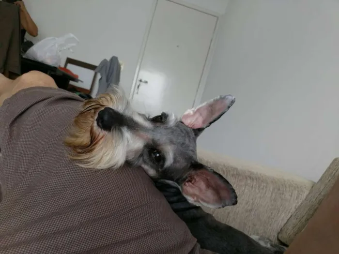 Cachorro ra a Schnauzer  idade 2 anos nome Jimmy 