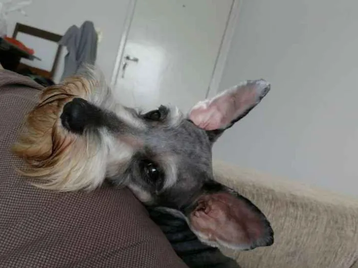 Cachorro ra a Schnauzer  idade 2 anos nome Jimmy 