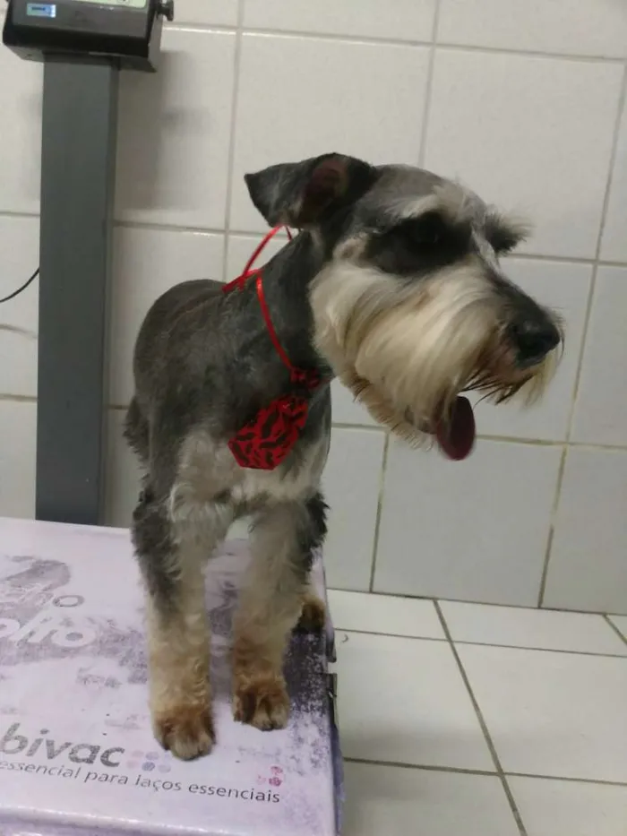Cachorro ra a Schnauzer  idade 2 anos nome Jimmy 