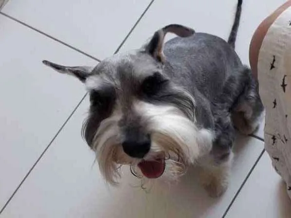 Cachorro ra a Schnauzer  idade 2 anos nome Jimmy 