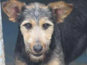 Cachorro raça  idade 3 anos nome Karina
