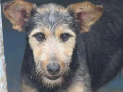 Cachorro raça  idade 3 anos nome Karina