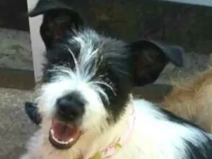 Cachorro raça  idade 7 a 11 meses nome Babaçu 