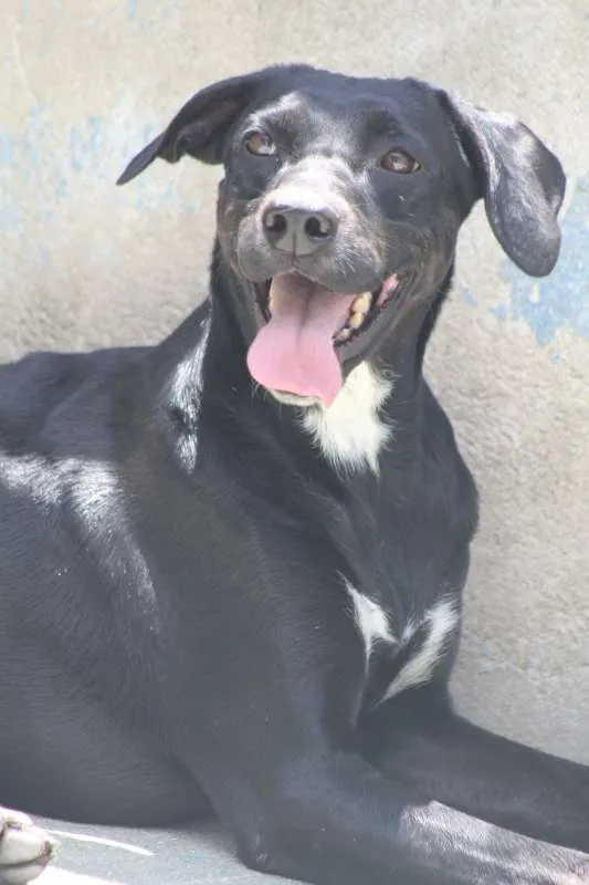 Cachorro ra a  idade 2 anos nome Luana