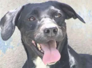 Cachorro raça  idade 2 anos nome Luana
