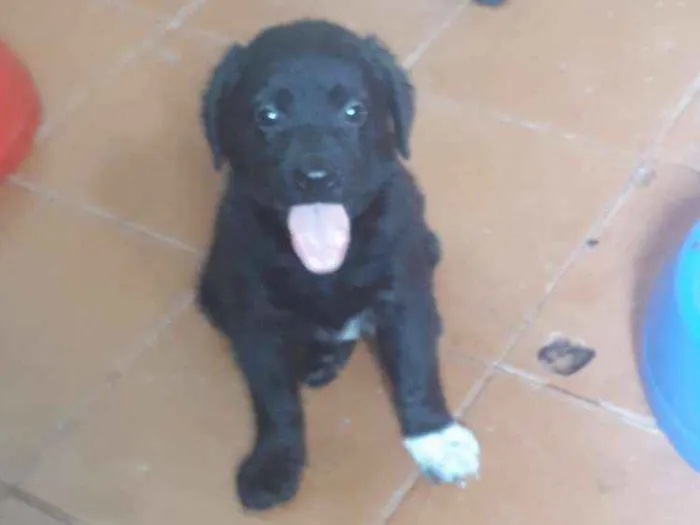 Cachorro ra a SRD idade 2 a 6 meses nome Filhotes