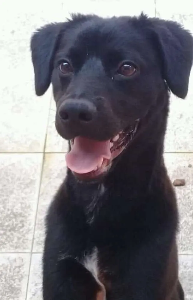 Cachorro ra a Vira lata com labrador idade 2 a 6 meses nome Marley