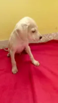 Marley