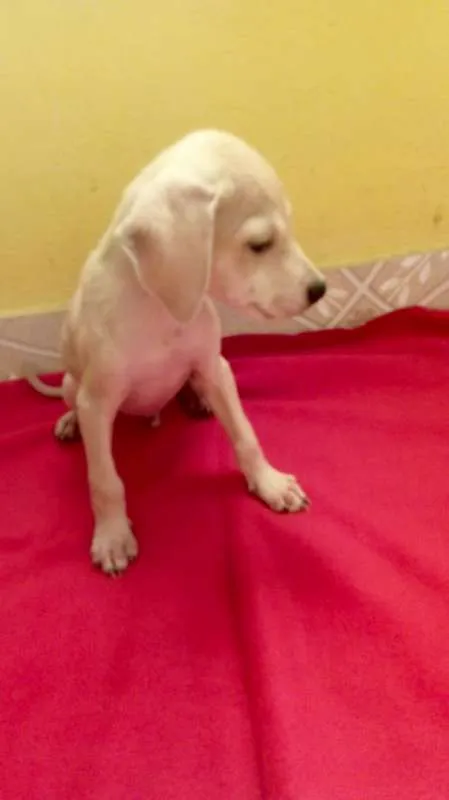 Cachorro ra a srd idade 2 a 6 meses nome Marley