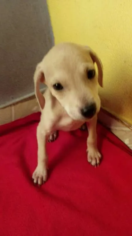 Cachorro ra a srd idade 2 a 6 meses nome Marley