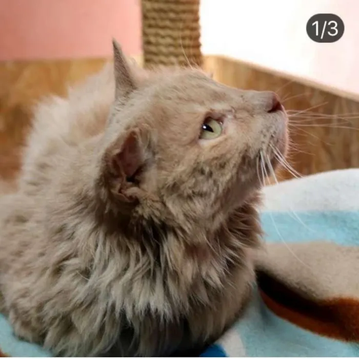 Gato ra a srd idade 2 anos nome Caramelo