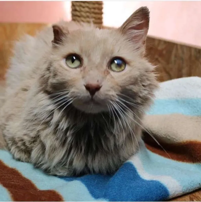Gato ra a srd idade 2 anos nome Caramelo