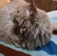 Caramelo