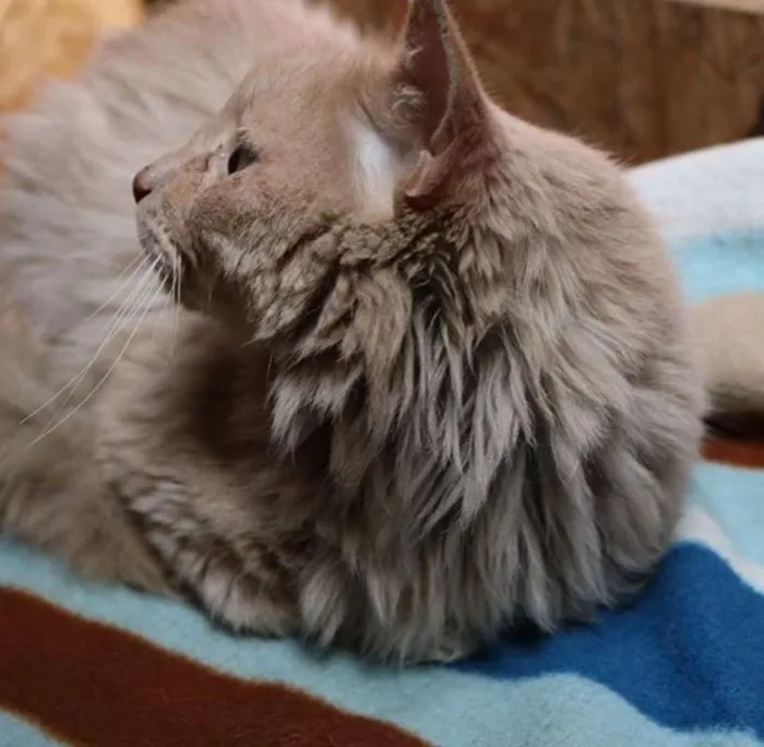 Gato ra a srd idade 2 anos nome Caramelo