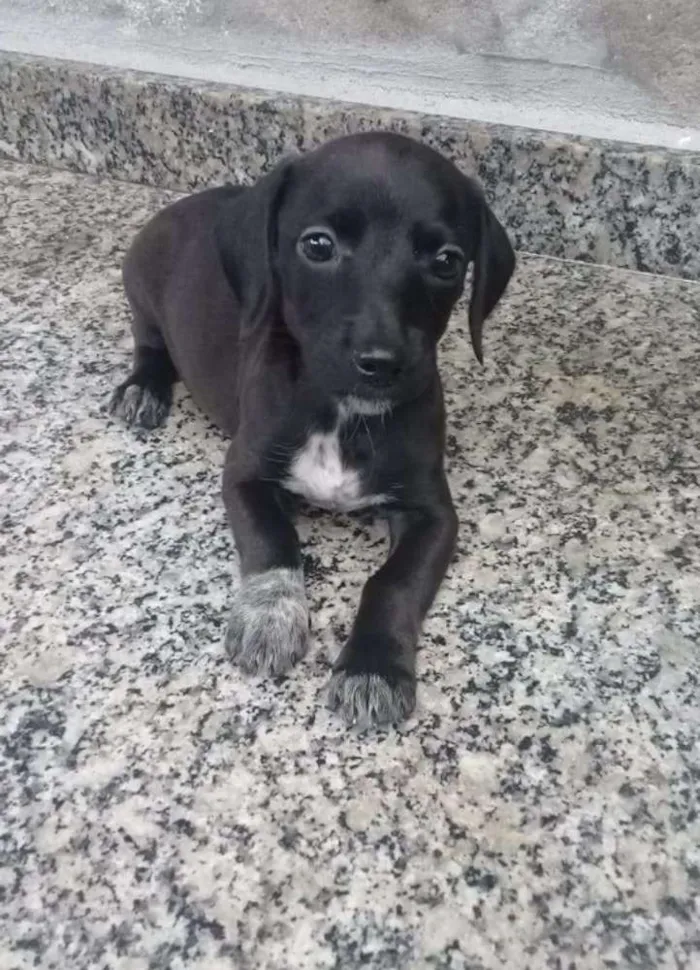 Cachorro ra a Raça indefinida  idade 2 a 6 meses nome Não tem nome ainda 
