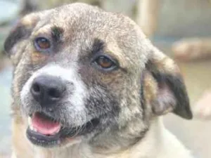 Cachorro raça  idade 4 anos nome Pipoca