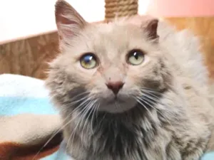 Gato raça srd idade 2 anos nome Caramelo