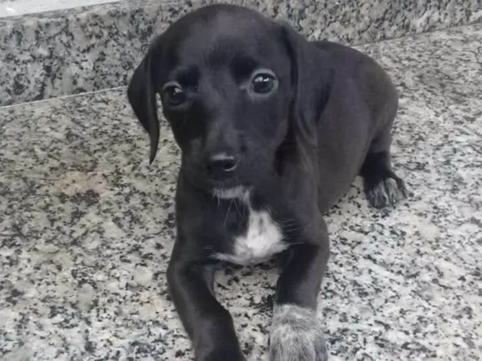 Cachorro ra a Raça indefinida  idade 2 a 6 meses nome Não tem nome ainda 