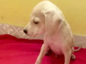 Cachorro raça srd idade 2 a 6 meses nome Marley