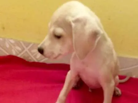 Cachorro ra a srd idade 2 a 6 meses nome Marley