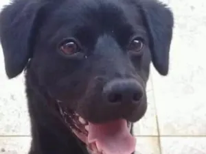 Cachorro raça Vira lata com labrador idade 2 a 6 meses nome Marley