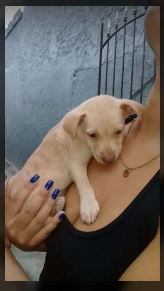 Cachorro ra a Vira-lata idade 2 a 6 meses nome Leia