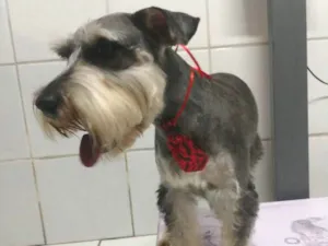 Cachorro raça Schnauzer  idade 2 anos nome Jimmy 