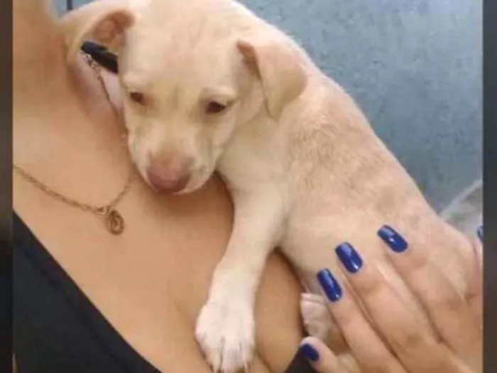 Cachorro ra a Vira-lata idade 2 a 6 meses nome Leia