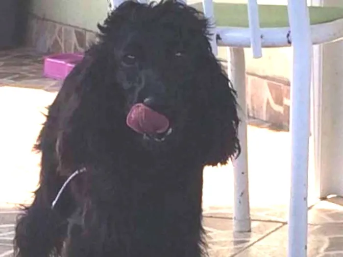Cachorro ra a cokspen idade 1 ano nome Luna