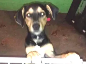 Cachorro raça Srd idade 2 a 6 meses nome Sky