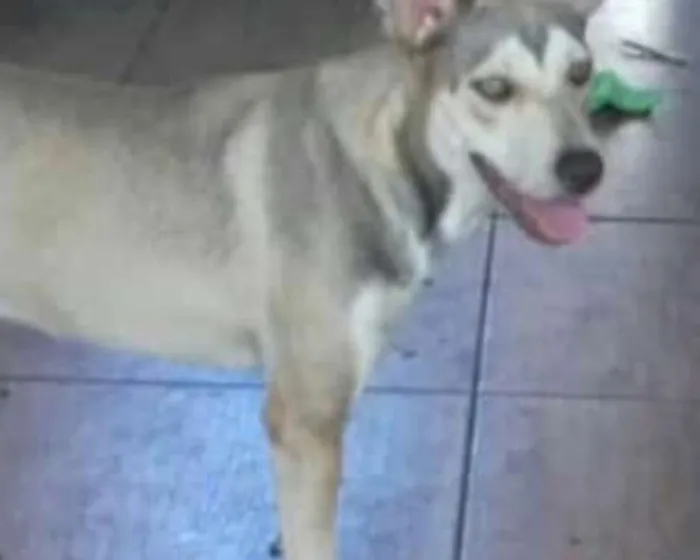 Cachorro ra a  idade 2 a 6 meses nome Meg